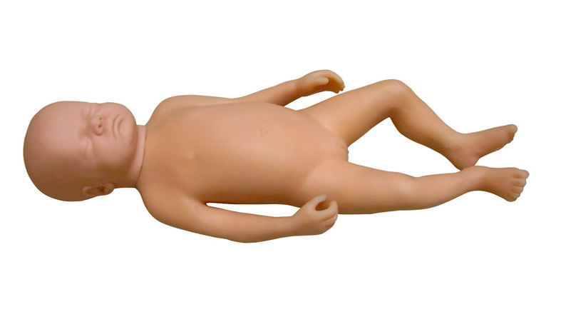 高级足月胎儿模型(男婴、女婴任选)